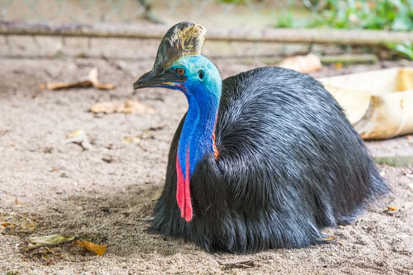 Renkli Güney cassowary — Stok fotoğraf