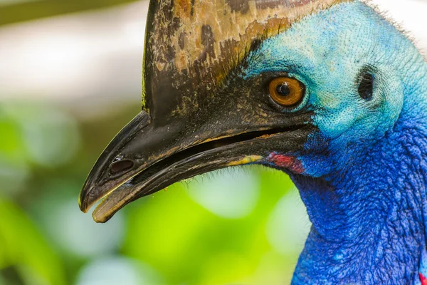 Retrato de close-up de cassowary sul — Fotografia de Stock