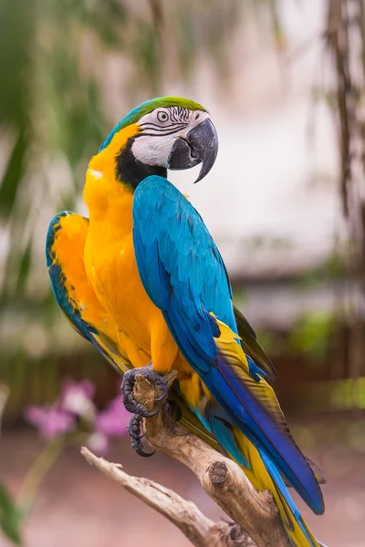 蓝色和黄色的金刚鹦鹉肖像 — 图库照片