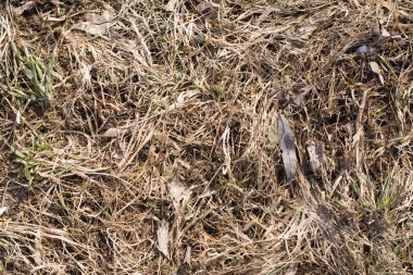 Kar erir sonra kuru ot