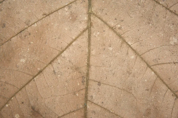 The old dry tropical leaf macro — Stock Photo, Image