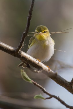 küçük chiffcaff bir yuva kurmak hazır