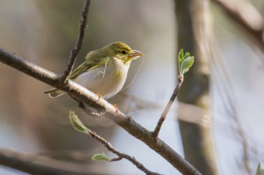 küçük chiffcaff bir yuva kurmak hazır