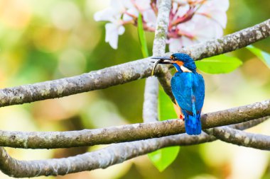 bir balık ile Kingfisher