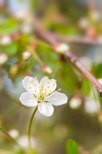 Cherry flower macro on a blured background — Stock Photo, Image