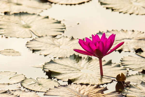 Beautiful lotus flower — Stock Photo, Image