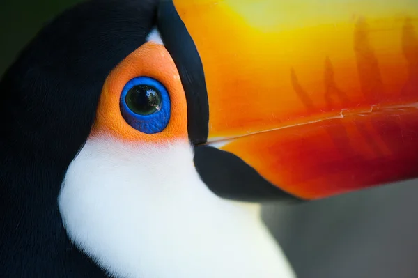 Closeup μάτι του Toucan — Φωτογραφία Αρχείου