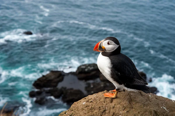 Ατλαντικού puffin κάθεται πάνω σε ένα βράχο — Φωτογραφία Αρχείου