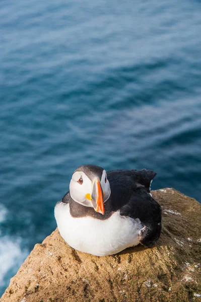 Πορτρέτο του atlantic puffin στην Ισλανδία. Θάλασσα πουλί κάθεται σε έναν βράχο — Φωτογραφία Αρχείου