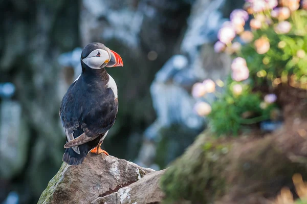 Πορτρέτο του atlantic puffin στην Ισλανδία. Θάλασσα πουλί κάθεται σε έναν βράχο — Φωτογραφία Αρχείου