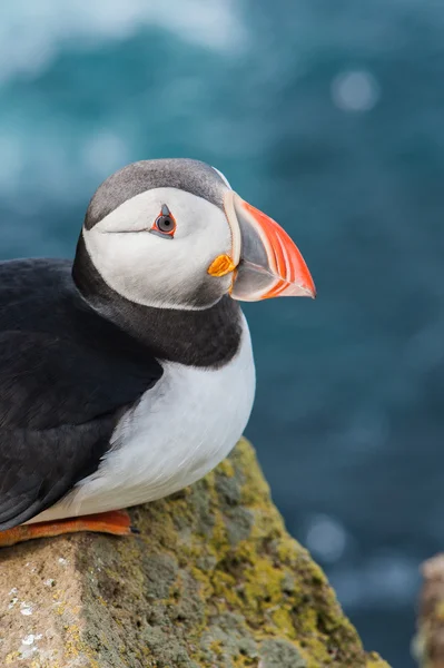 Πορτρέτο του atlantic puffin στην Ισλανδία. Θάλασσα πουλί κάθεται σε έναν βράχο — Φωτογραφία Αρχείου