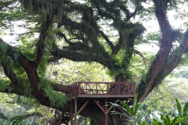 Büyük yeşil yağmur ağacı, üstünde ahşap bir ev var.