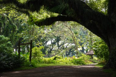 Büyük yağmur ağacı gövdeleri olan sessiz bir orman manzarası.