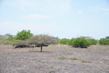 Gündüzleri birkaç kuru ağaç ve bizonun barındığı engin bir savana..