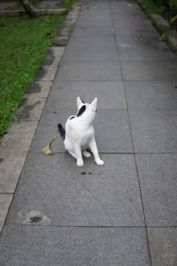 Siyah beyaz bir kedi kaldırımda oturuyor ve arkasına bakıyor.