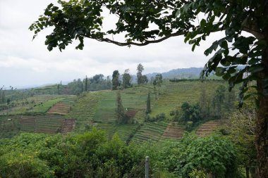 Bulutlu yeşil tepelerdeki ağaçlı teraslı pirinç tarlalarının manzarası