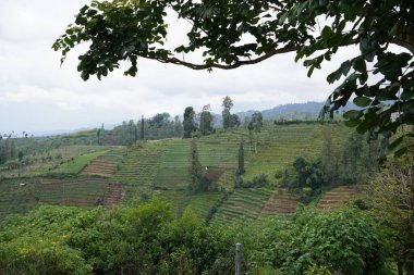 Bulutlu yeşil tepelerdeki ağaçlı teraslı pirinç tarlalarının manzarası