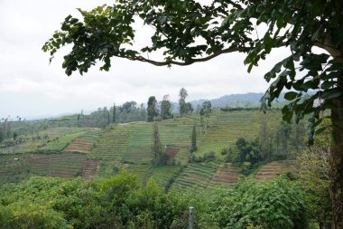 Bulutlu yeşil tepelerdeki ağaçlı teraslı pirinç tarlalarının manzarası