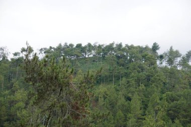 Bulutlu gökyüzüne karşı gölgeli ağaçlarla kaplı tepelerin manzarası