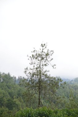 View of hills with shady trees against a cloudy sky