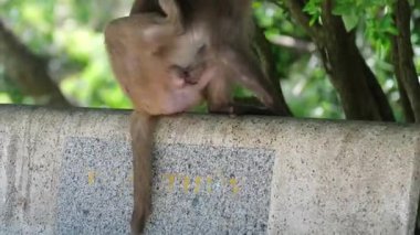 Ormandaki Antik Taş Yapının Üzerinde Oturan Maymun. Yüksek kalite 4k görüntü