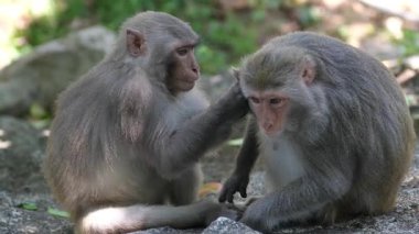Genç bir Vervet maymunun bir yetişkini iç açıcı bir sosyal bağ gösterisiyle tımar edişinin geniş bir görüntüsü. Yüksek kalite 4k görüntü