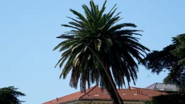 Golfo dei Poeti Seyahat Terminali, La Spezia, İtalya 'da palmiye ağaçları ve kızıl gökyüzü olan bir villa tatil köyü okyanusa bakan sıcak bir akşam. Yüksek kalite 4k görüntü