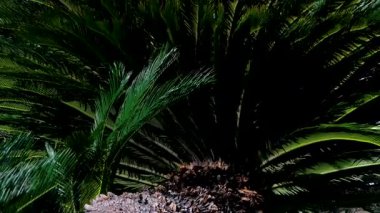 Napoli 'nin boş caddeleri İtalya' nın Capitaneria di Porto Limanı Genel Müdürlüğü çevresindeki yeşil ağaçlar ve tarihi mimariyle dolu sakin bir şehir manzarası yaratıyor..