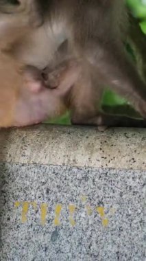 Ormandaki Antik Taş Yapının Üzerinde Oturan Maymun. Yüksek kalite 4k görüntü