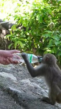 Vietnam 'daki Danang şehrindeki Linh Ung Pagoda' da Buda Heykeli. Yüksek kalite fotoğraf