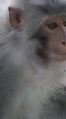 Şirin bebek maymun tropikal ormandaki bir kayanın üzerinde yalnız başına oturuyor, meraklı ve masum görünüyor. Belgeseller, ekolojik tanıtım, hayvan koruma ve doğa için yüksek kaliteli vahşi yaşam görüntüleri .