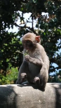 Kar maymunu olarak da bilinen bir Japon makağı kayanın üzerinde oturur ve dikkatlice uzaktan bakar. Kalın, açık gri kürkü serin havaya karşı sıcaklık sağlar. Bu büyüleyici portre.