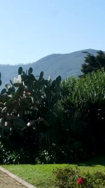 Napoli 'nin boş caddeleri İtalya' nın Capitaneria di Porto Limanı Genel Müdürlüğü çevresindeki yeşil ağaçlar ve tarihi mimariyle dolu sakin bir şehir manzarası yaratıyor..