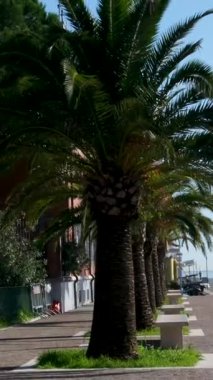 Napoli 'nin boş caddeleri İtalya' nın Capitaneria di Porto Limanı Genel Müdürlüğü çevresindeki yeşil ağaçlar ve tarihi mimariyle dolu sakin bir şehir manzarası yaratıyor..