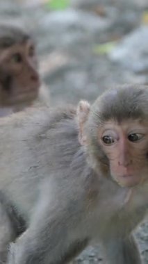 Bir Vervet maymunu sürüsü vahşi doğada kayalık bir yolda tek sıra halinde yürür. Yüksek kalite 4k görüntü
