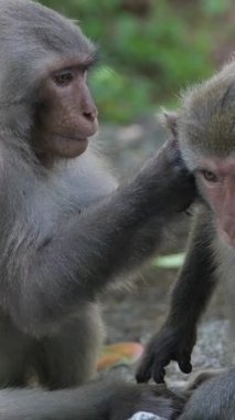 Genç bir Vervet maymunun bir yetişkini iç açıcı bir sosyal bağ gösterisiyle tımar edişinin geniş bir görüntüsü. Yüksek kalite 4k görüntü