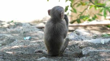 Maymun elinde şeker ya da atıştırmalık şekerlemelerle kameradan uzaklaşıyor. Doğal ya da doğal ortamlarda tuhaf ve eğlenceli davranışlar sergiliyor..