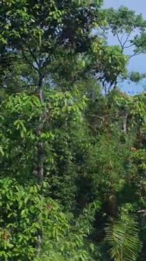 DaNang Vietnam yakınlarındaki Bana Hills 'te renkli teleferikler kayarak dağların ve ormanların üzerinden geçerek panoramik manzaraları ve ünlü turistik yerleri yakalıyor..