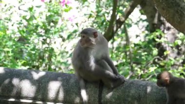 maymun ağaç dalına oturur ve yeşil yemyeşil yapraklarla çiğner. Yüksek kalite 4k görüntü