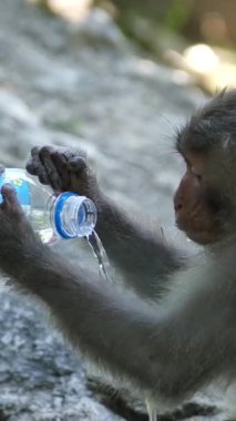 İki maymun, şişeyi deviren kişinin verdiği şişe suyu içiyorlar. İlginç davranışlar sergiliyorlar. İlginç primatlar insanlarla doğal ortamda etkileşime geçiyorlar.