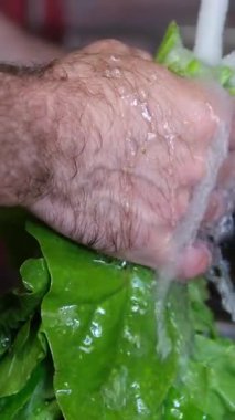 Ispanak yıkama ve haşlama süreci: erkeklerin ellerini suyun altında yıkamak, parçalara ayırmak, kızartma tavası atmak, karıştırmak, dondurmaya hazırlamak, ıspanaklı turta yapmak. Yüksek kalite 4k görüntü