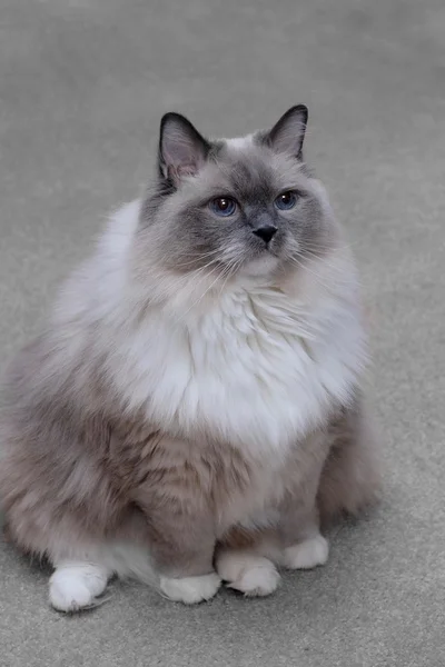 Poupée chat aux yeux bleus assise à l'intérieur . — Photo