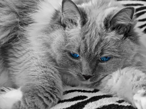 Ragdoll kedi mavi gözlü. — Stok fotoğraf