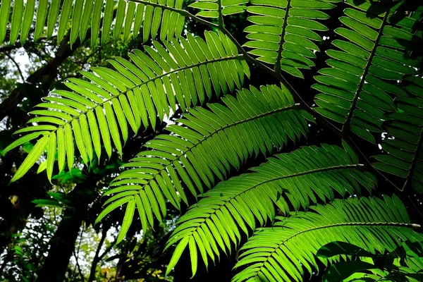 Güneşli fern yeşil yaprakları ve tropikal ormanda gölgeler. — Stok fotoğraf