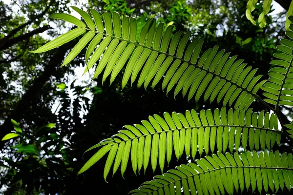 Hojas y sombras verdes helechos iluminados por el sol en el bosque tropical . —  Fotos de Stock