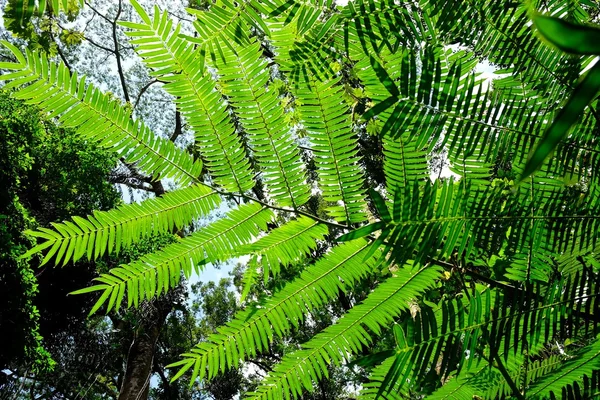 Sunlit fern green leaves and shadows in tropical forest. — Stock Photo, Image