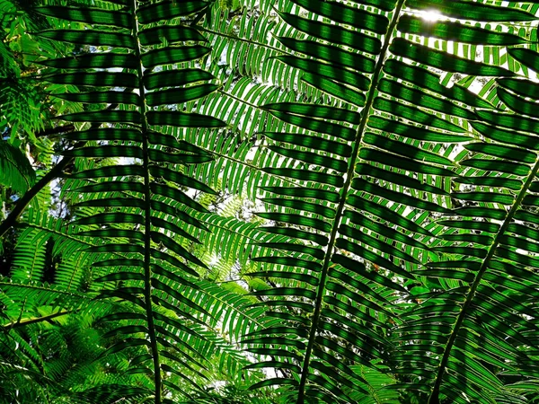 Foglie e ombre verdi di felce illuminate dal sole nella foresta tropicale . — Foto Stock