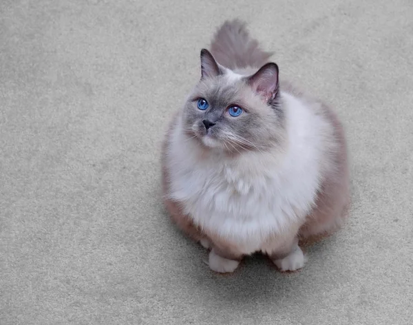 Gato de olhos azuis . — Fotografia de Stock