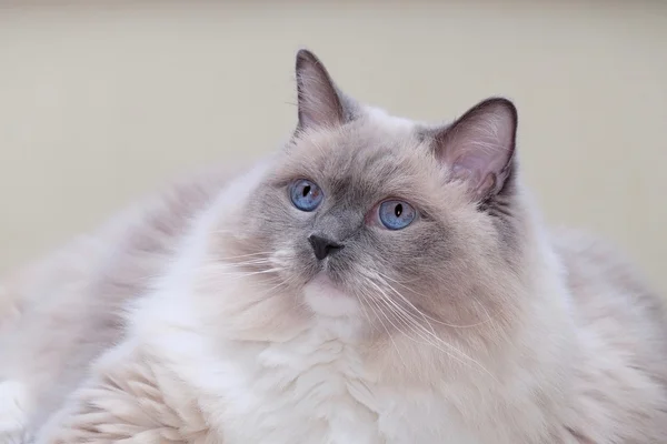 Μπλε μάτια γάτας. — Φωτογραφία Αρχείου