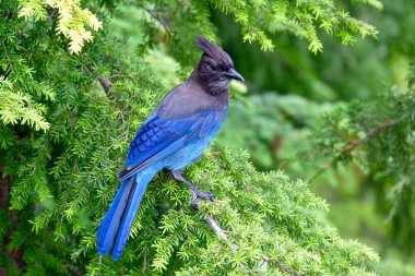 Blue bird in tree.  clipart